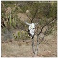 mex35_06