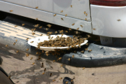 2009-baja-500-058