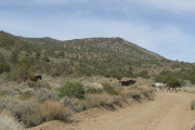 nv09-20