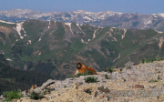 2014-fj-summit-colorado-tacoma-4x4-toyota-alpine-loop-036-5
