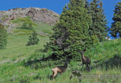 2014-fj-summit-colorado-tacoma-4x4-toyota-alpine-loop-036-6